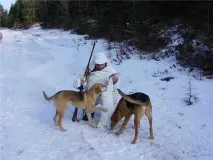 Полювання з гончаками полювання