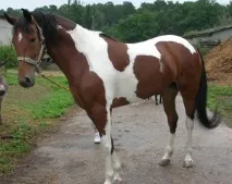 цвета piebald