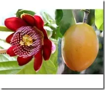 Пасифлора крилата, або бразильська маракуя (Passiflora alata), Лавр крилата