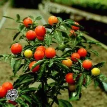 солянум