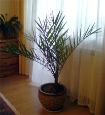 Пересадка пальми пересадки