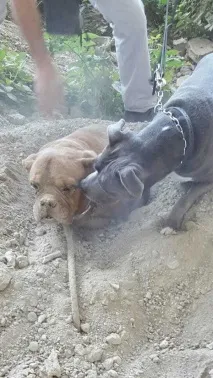 свого