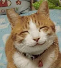 котките мъркат мърка