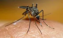 Чому свербить укус комара Народні засоби від сверблячки народні