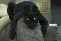 защо имат