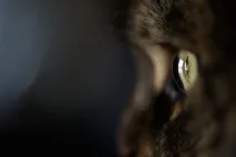 имат котките