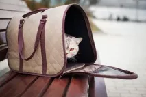 имат котките