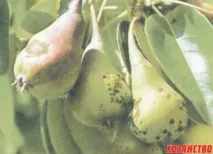 Крушова струпея тъжна