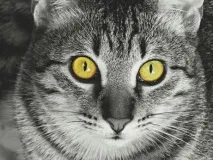 котките котките