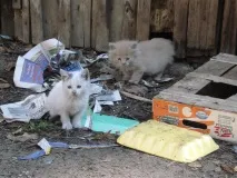 Чому тварини стають бездомними 7 основних причин, Допомога бездомним тваринам, диким тваринам тварини