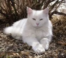 котките мъркат защо