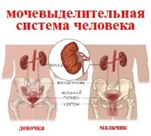 Пієлонефрит у дітей гострий та хронічний - симптоми та ознаки, лікування пієлонефриту у дітей ознаки