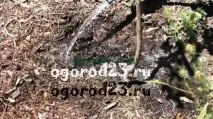 Полив дерев восени в саду, вологозарядковий, вологозарядний дерев