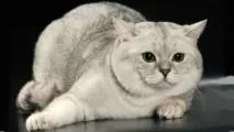 скоттіш
