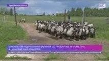 съживи близост
