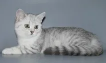 скоттіш