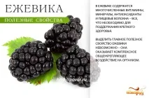 Користь ожини - чим корисна ожина для здорового організму корисна