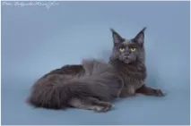 мейн домашни любимци