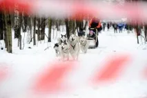 По дорозі з хаски – нова програма реабілітації дітей хаски