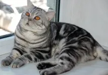 скоттіш