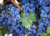 Корисні властивості винограду Ізабелла користь для людського організму ізабелла