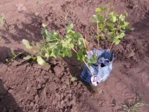 Посадка винограду навесні саджанцями в ґрунт. винограду