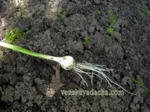 чесън виенска