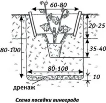 Посадка винограду навесні саджанцями в ґрунт. навесні