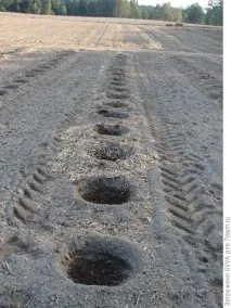 засаждане боровинки