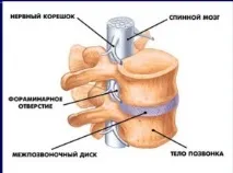 вертебралната надзвестност