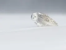 откажете преди