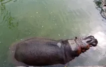 вински Моята планета