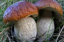 Продукти, що містять калій містять
