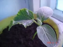 безплодните цветя