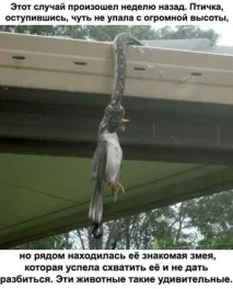 Про те, як заєць від лисиці йшов заєць