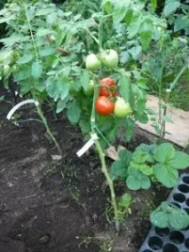 продава продава