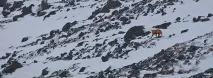 Про те, як заєць від лисиці йшов лисиці