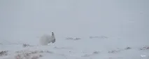 Про те, як заєць від лисиці йшов заєць