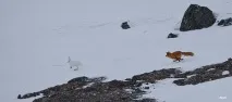 Про те, як заєць від лисиці йшов лисиці