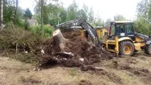 дървета дървета
