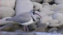 клюн помага клюн помага
