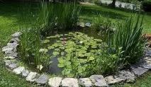 Рослини для водойм, ЧУДОВІ ІДЕЇ ДЛЯ САДУ водойм