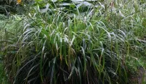 Рослини для водойм, ЧУДОВІ ІДЕЇ ДЛЯ САДУ водойм