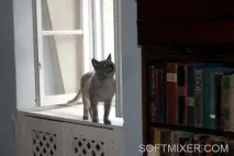П’ятдесят сім котів Хемінгуея, SOFTMIXER хемінгуея