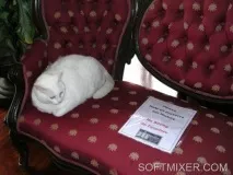 П’ятдесят сім котів Хемінгуея, SOFTMIXER хемінгуея