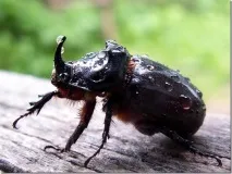 Рекордсмен серед тварин рекордсмен