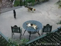П’ятдесят сім котів Хемінгуея, SOFTMIXER котів