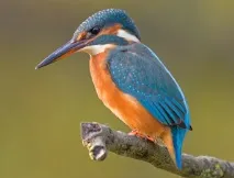 kingfisher pterodable