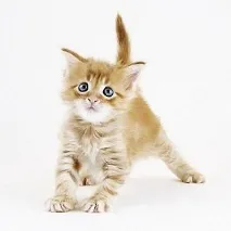 Розведення кошенят кошенят
