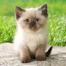 Розведення кошенят розведення